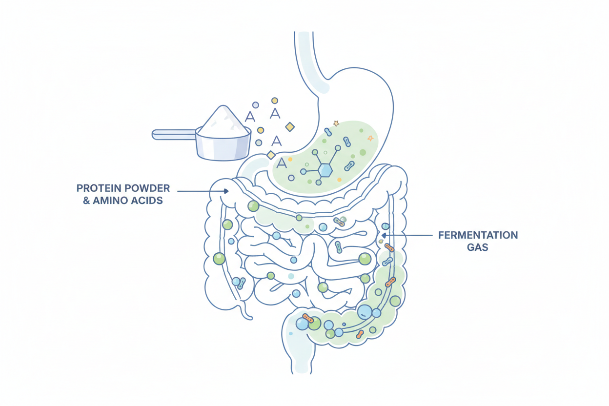 Illustration explaining why protein powder may cause bloating during digestion