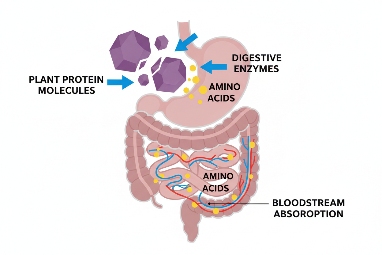 Illustration explaining plant protein digestibility and how plant proteins are broken down during digestion