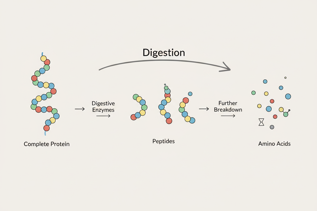 What happens to protein during digestion