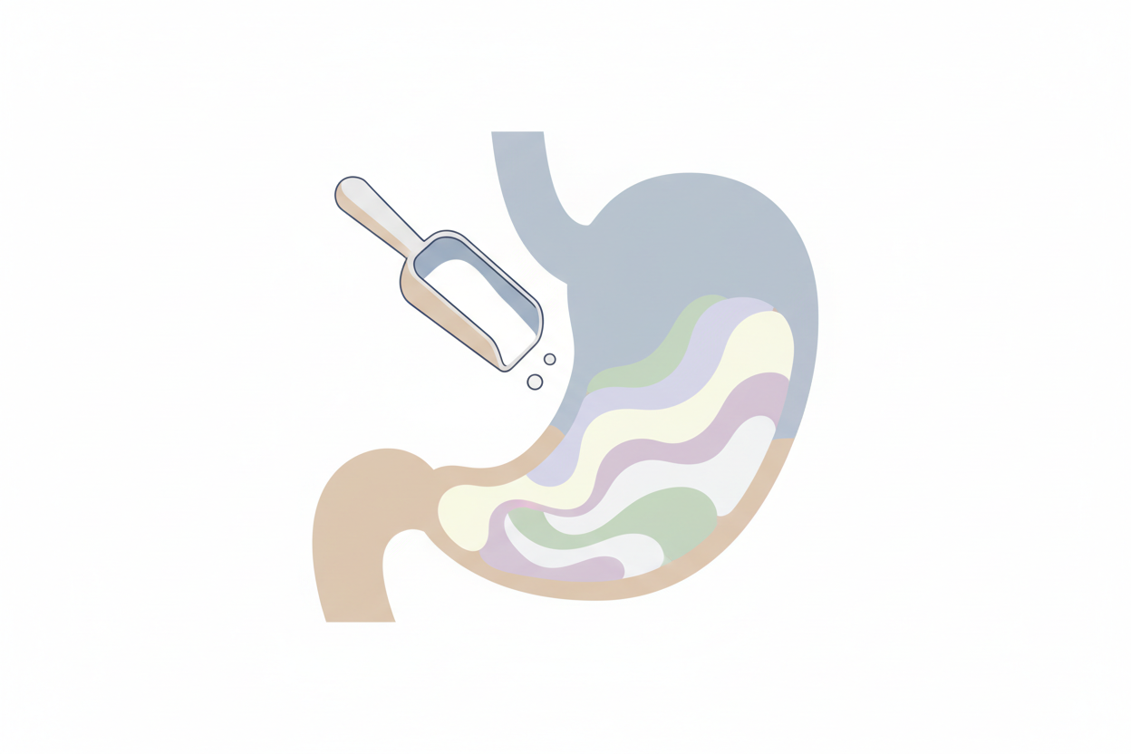 illustration showing why protein feels heavy for some people
