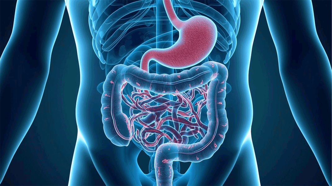 Protein Absorption and Bioavailability Explained