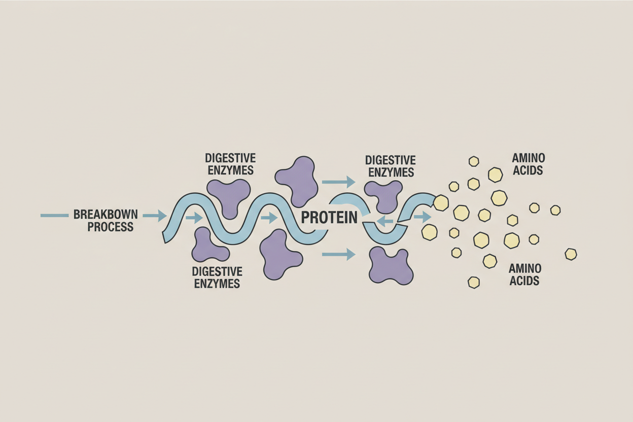 Why Digestive Enzymes Matter for Protein