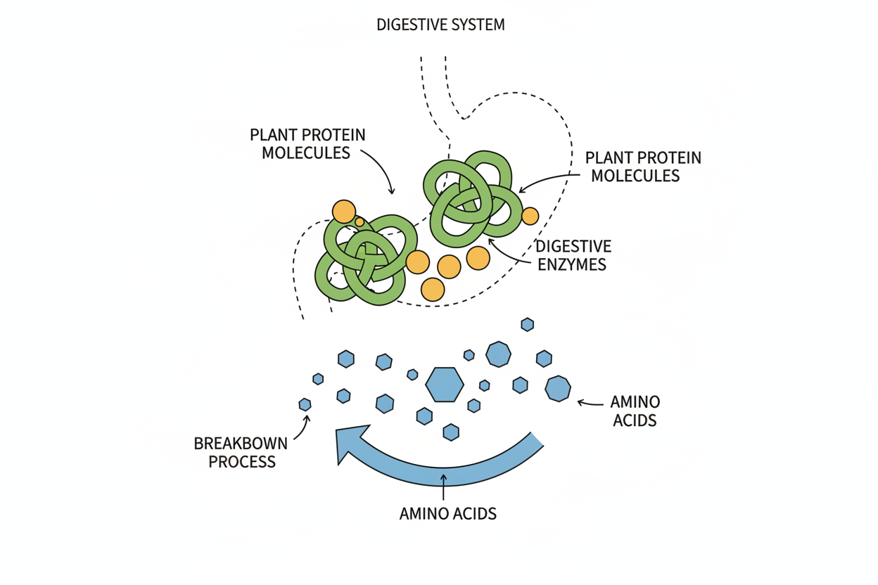Illustration explaining plant protein digestive enzymes