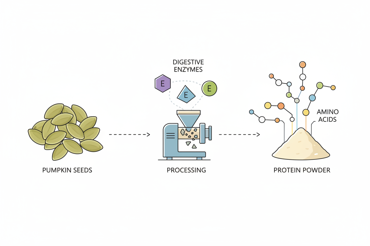 Illustration explaining pumpkin seed protein benefits for digestion