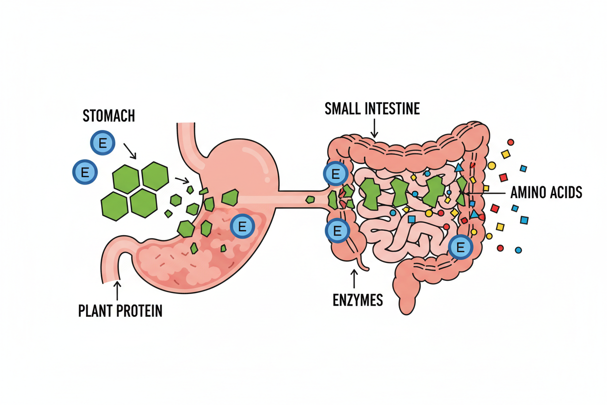 Illustration showing how plant protein digestion works in the human digestive system