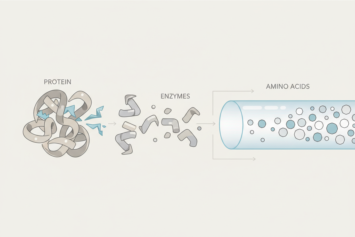 Illustration showing how protein digestion releases amino acids