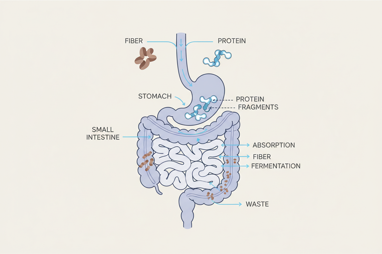 How fiber impacts protein digestion and absorption