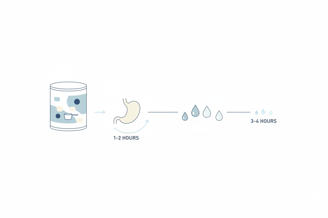 illustration showing protein digestion timing in stomach