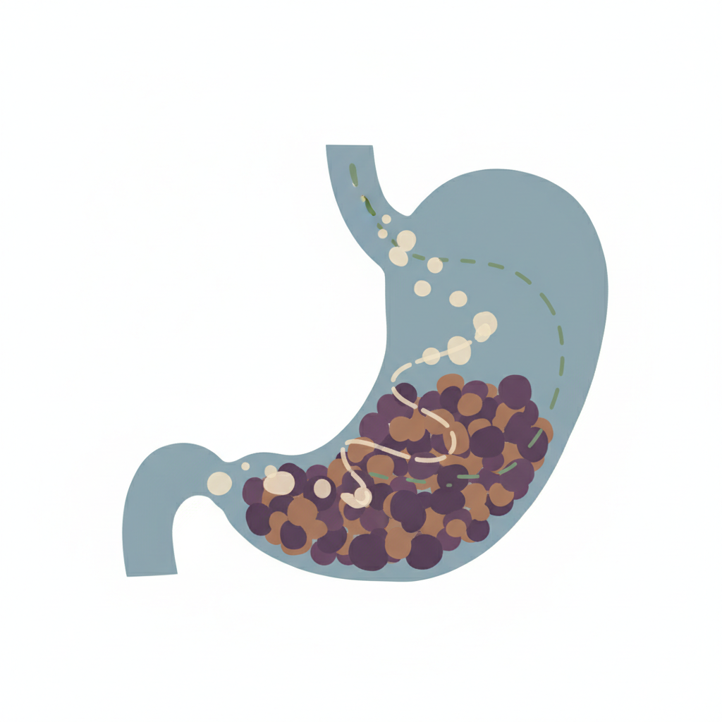illustration showing protein being hard to digest in the stomach