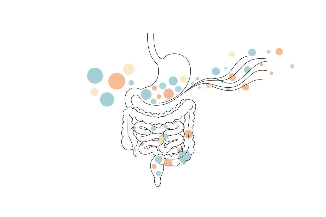 illustration showing improved protein digestion flow