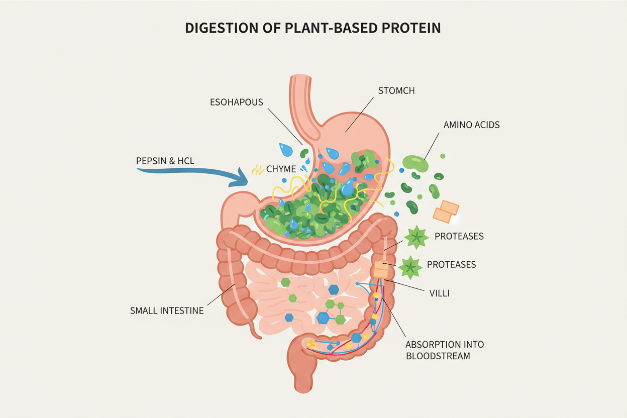 How the body digests plant based protein